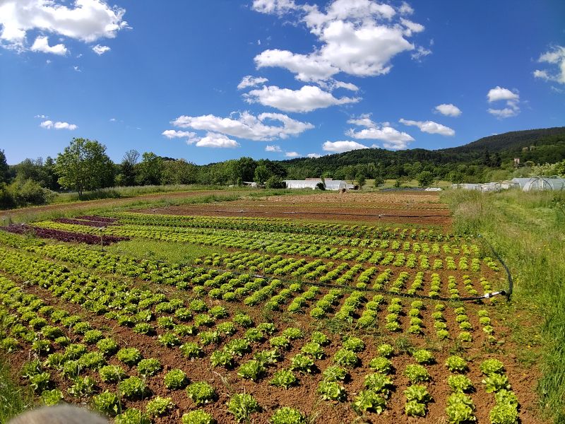 Fichier:Jardins salade.jpg