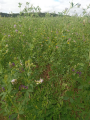 Repousse estivale prairie