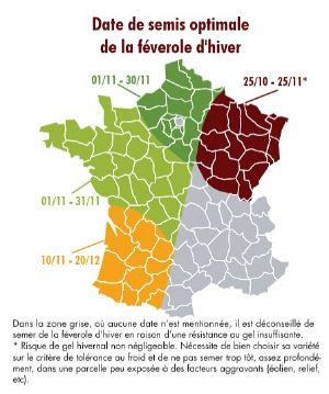 Dates de semis optimales de la féverole d'hiver