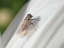 Maladies-Stolbur cicadelle adulte Ephytia-INRAE.jpg