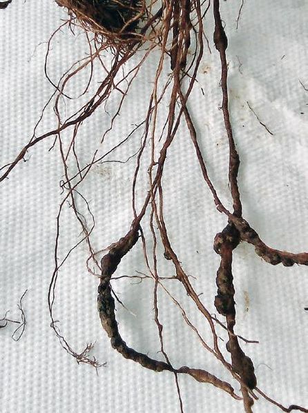 Fichier:Symptomes racinaires nematodes.jpg