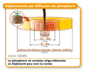 Déplacement du phosphore