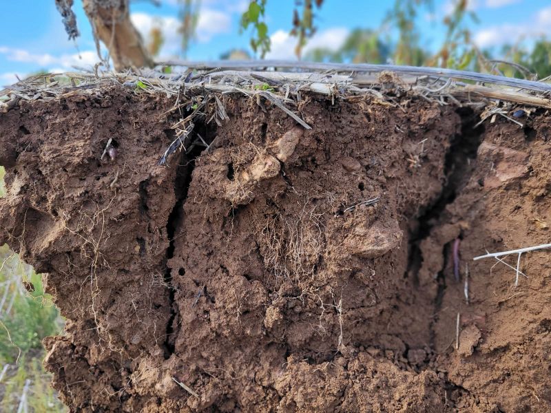 Fichier:Sol3 Saboureau.jpg