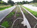 Petite Surface - 28 juin 2021 essai semis de carottes sur 1 cm de compost