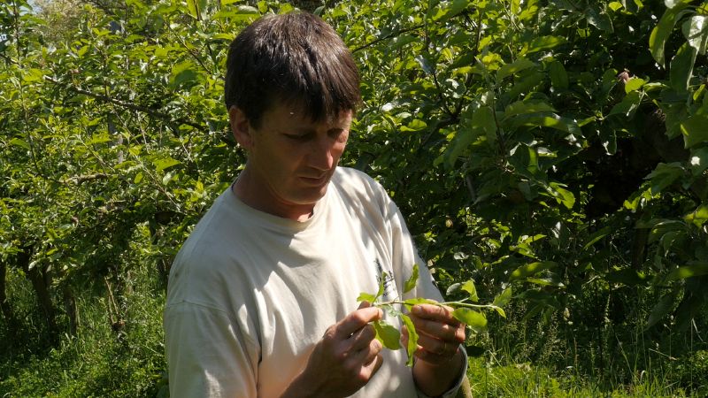 Fichier:Petite branchette.jpg