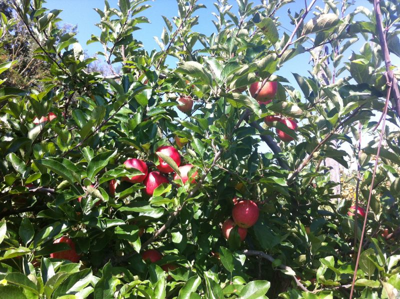 Fichier:Pommes Vernou.jpg