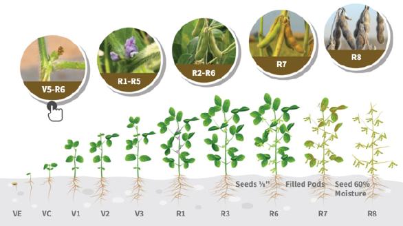 Stade de croissance de soja - RAYFULL - https://fr.cropprotection.net/Content/uploads/2022651872/20220926094238b877b950bc7d443a8e18a09c7a9322be.png