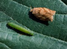 Ravageurs tordeuse pelure larve adulte Ephytia-INRAE.jpg