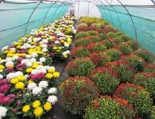 Image Culture de Chrysanth me en pots sous abris en Protection Biologique Int gr e et autres m thodes alternatives aux pesticides.jpg