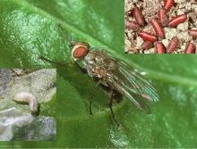 Ravageurs-Pégomyie adulte larve pupe Ephytia-INRAE-1024x778.jpg