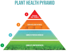Pyramide de santé des plantes.png