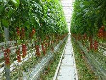 Image Production de tomates sans r sidus en hors sol sous abri.jpg