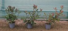 Image Production d arbustes photinia x fraseri en conteneur en Protection Biologique Int gr e.jpg