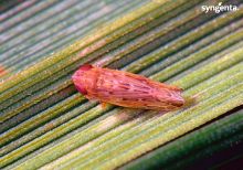 BTH Cicadelle -adulte-sur-blé-2-min.jpg
