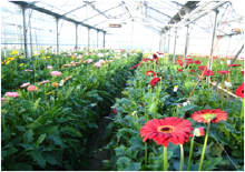Image Syst me S1 Gerbera Innovant Scradh HORTIFLOR.png
