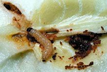 Ravageurs Carpocapse larve Ephytia-INRAE.jpg